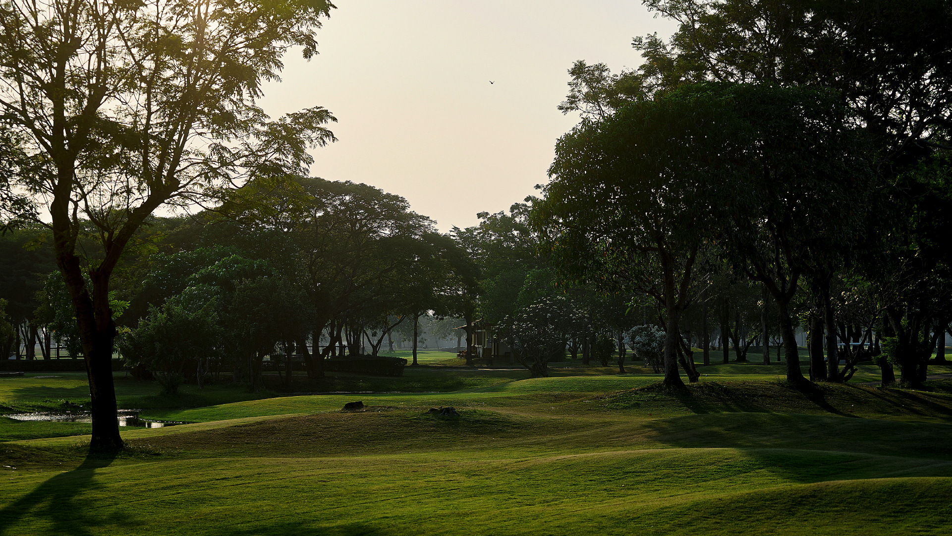 Fearlessness_Golf_Background_Trees